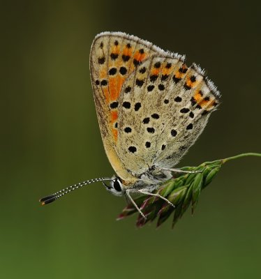 Bruine vuurvlinder-Sooty copper