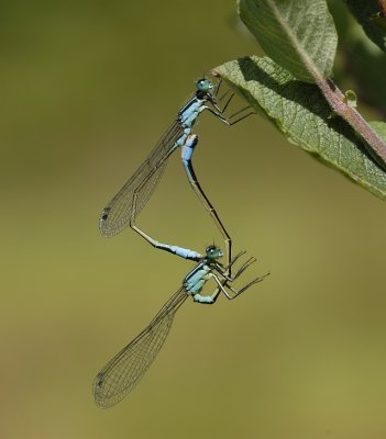 lantaarntjes-Bleu tailed Damselfly