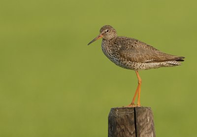 Tureluur -Common Redshank