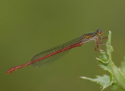 koraaljuffer-Small red damselfly