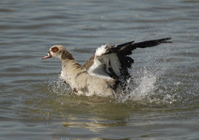 Nijlgans-Egyptian Goose