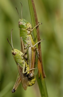Krasser-Meadow grasshopper