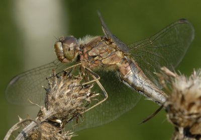 Steenrode heidelibel-Vagrant Darter
