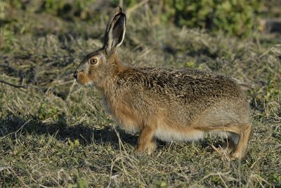 Haas-Hare