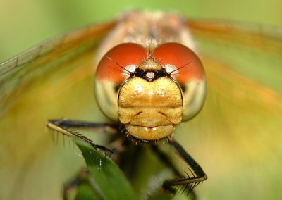 Geelvlekheidelibel -Yellow-winged Darter