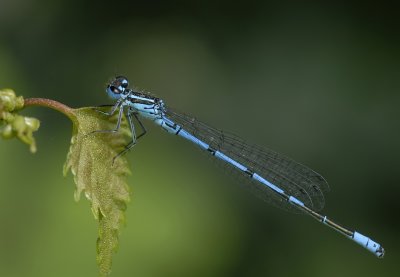 Azuurwaterjuffer-Azure Damselfly