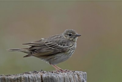 Boompieper -Tree Pipit