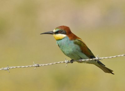 Bijeneter-European Bee-eater