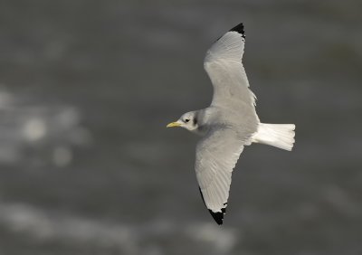 Drieteenmeeuw -Kittiwake