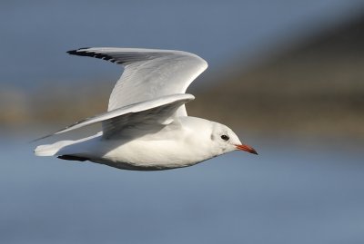 Kokmeeuw-Black headed Gull