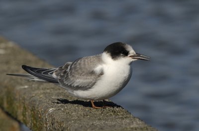 Noordse stern-Arctic Tern