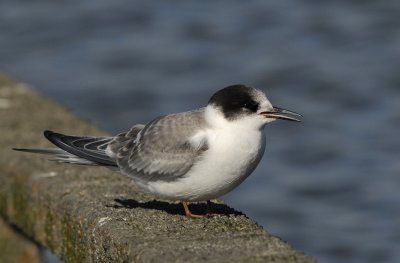 Noordse stern-Arctic Tern