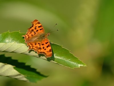 gehakkelde aurelia-Comma Butterfly