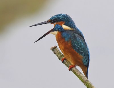 IJsvogel -Common Kingfisher