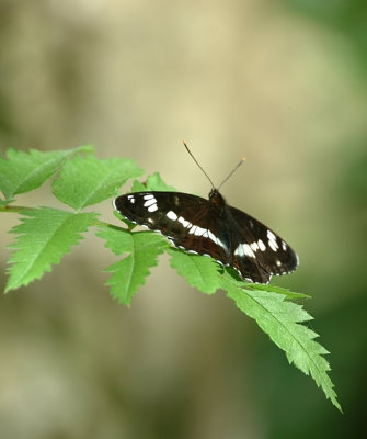 Kleine ijsvogelvlinder-White admiral