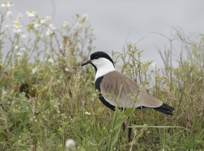 Sporenkievit-Spur-winged Lapwing