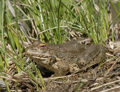 meerkikker-Marsh frog