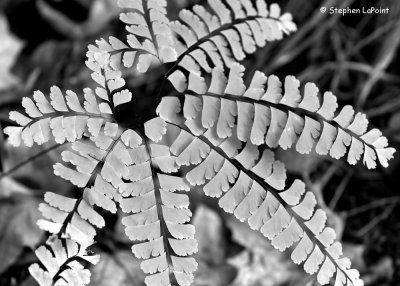 Maidenhair Fern.jpg