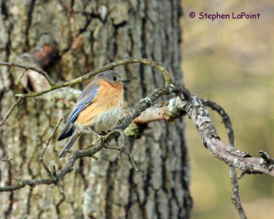 Bluebird Female.jpg