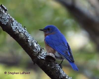 Bluebird Male.jpg