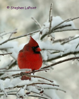 Cardinal Male.jpg