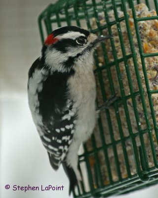 Downy Woodpecker.jpg