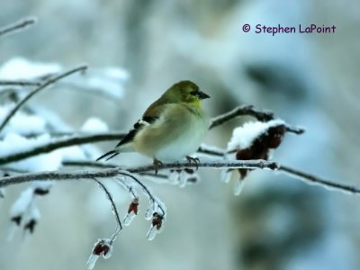 Goldfinch Winter Plummage.jpg