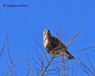 Rough Legged Hawk.jpg