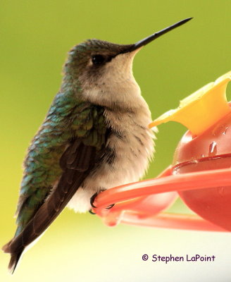 Ruby Throated Hummingbird.jpg