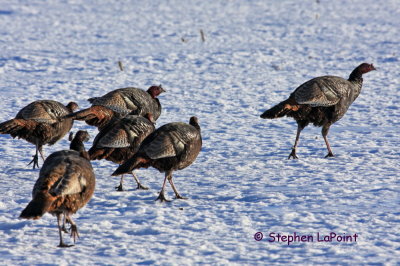 Wild Turkeys.jpg