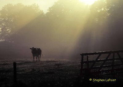 Cow in sunlight.jpg