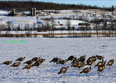 Turkey Field.jpg