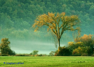 Misty Green.jpg