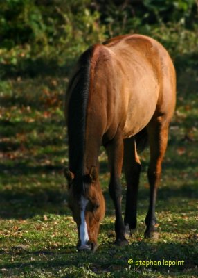 Sunlit Horse.jpg