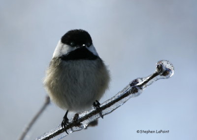 Chickadee.jpg