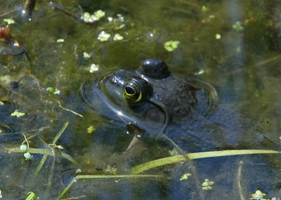 Bull Frogs Eye.jpg