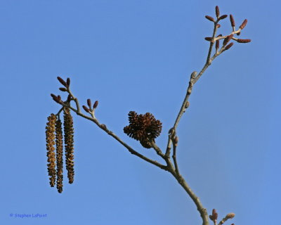 Common Alder.jpg