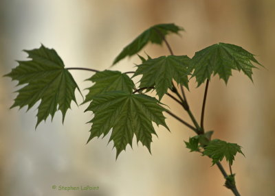 Maple Leaves.jpg