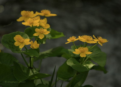Marsh Marigolds.jpg