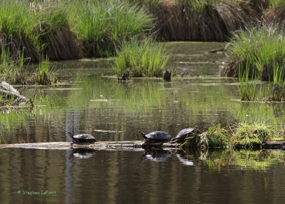 Painted Turtles.jpg