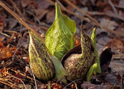 Skunk Cabbage.jpg