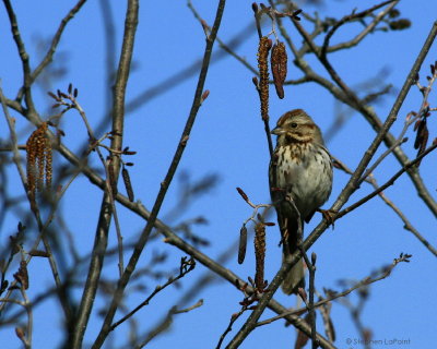 Song Sparrow.jpg