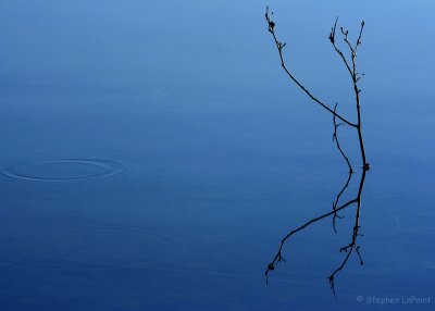 Twig and Ripple.jpg