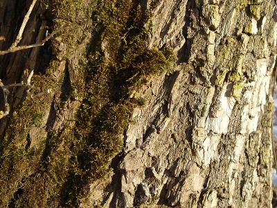 bark
