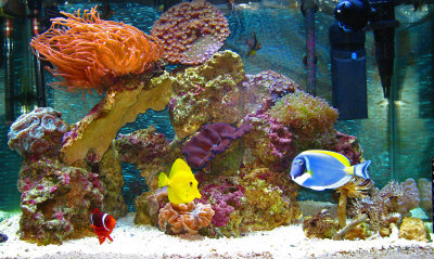 RBTA, Maroon Clown, Yellow Tang, Powder Blue Tang