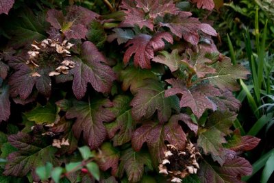 Fall Leaves