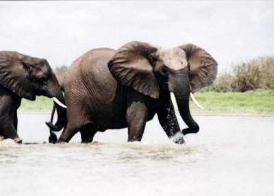 Elephants crossing Rufiji river