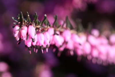 The glowing gipsy heather...
