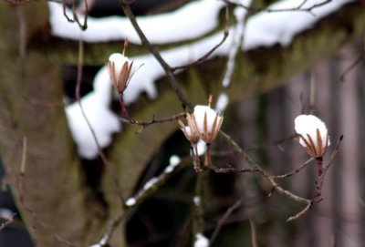 snow on Magnolia