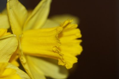 Osterglocke / Daffodil